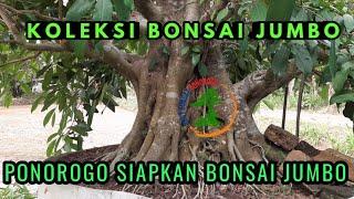 BONSAI AMPLAS JUMBO Semua orang di bikin kagum dengan Bonsai ini