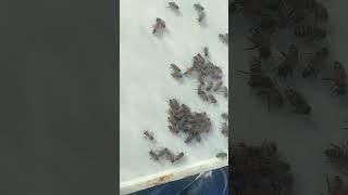 ️ Развитие отводков #bee