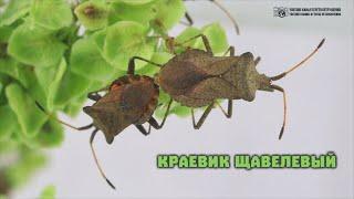 Ещё один клоп, которого Вы ели вместе с малиной и смородиной. Краевик щавелевый. // Clever Cricket