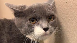 This cat was called 'mean.' Then he met my husband.