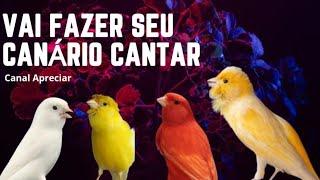 MELHOR CANTO PARA ESTIMULAR SEU CANÁRIO BELGA