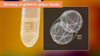 Overview of HMW DNA Extraction using the Monarch for Cells and Blood (NEB #T3050)