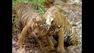 Baby Einstein - Wild Animal Safari Amazon Trailer