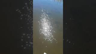 Каждый кадр видео намечтан ещё ДО покупки дома. Сбылось.  #жизньнаюге #домуреки #переездкморю