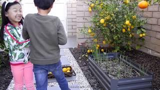 Videologue #45 Citrus Harvest 2019