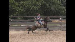 More Training on a Spooky Reactive Mare