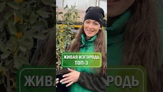 САМЫЕ неприхотливые живые изгороди ТОП-3  #питомникросток #питомникрастений #саженцы #кустарники