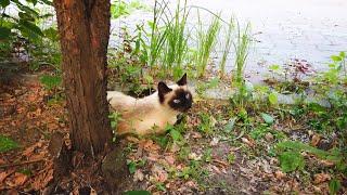Тайская кошка - всё о породе