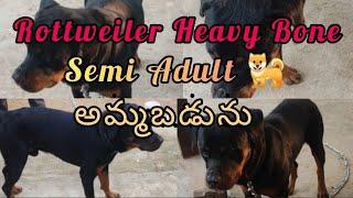 Rottweiler semi adult dog for sale in Telugu|6302771418|