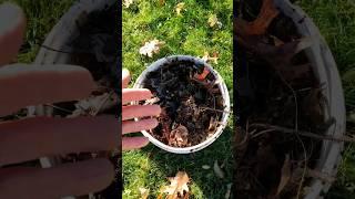 Making Leaf Compost & How I Use it in the Garden