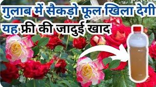 Rose par free ka fertilizer apply kare winter bhar dhero flowers khilenge #viralvideo