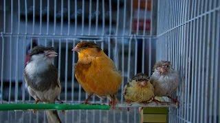 Пение канарейки Певчий кенар Как поет канарейка обучение / Singing canaries canary singing, sounds