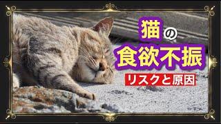 【猫の食欲不振①】ねこちゃんの食欲不振のリスクと原因について獣医師が解説！