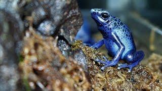 Poison Dart Frog Setup and Care Sheet (Dendrobates Tinctorius Azureus)