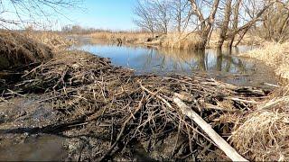 “MERGING WATERS” The Beaver Dam Removal That United Two Creeks !