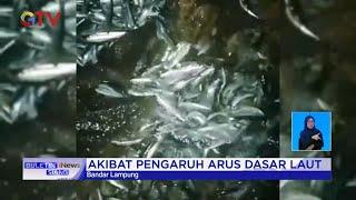Ribuan Ikan Melompat ke Darat Hebohkan Warga Bandar Lampung #BuletiniNewsSiang 10/10