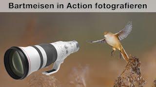 Bartmeisen im Flug fotografieren - Gelingt mir das Foto?