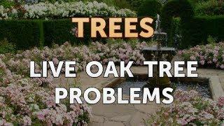 Live Oak Tree Problems