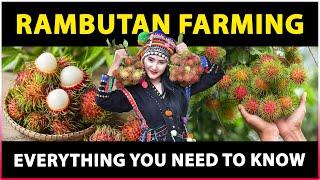 Rambutan Farming: Everything You Need to Know | Rambutan Cultivation