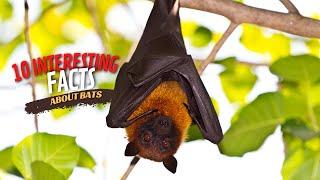 10 interesting facts about Bats | #AnimalsandPets