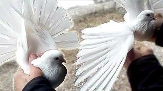 White Nikolaev pigeons. New winter review in 2019. Doves of Ukraine