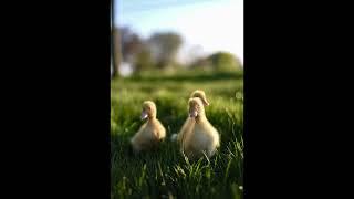 Relaxing duckling sounds A S M R || 1 Hour Sleep/Study Aid