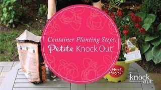 Container Planting Steps: Petite Knock Out®