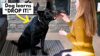 How to Train Your Dog to DROP It: Step-by-Step Tutorial