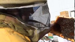 Beekeeping: How to Inspect A Honey Bee Hive
