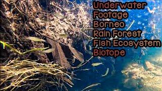 Amazing! Real Borneo Biotope Ecosystem | Underwater footage of Borneo Rasbora Tetra Fish