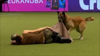 Crufts 2017 Lusy & Deril - heelwork to music international freestyle - Military