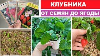 Клубника (земляника садовая) от семян до ягоды