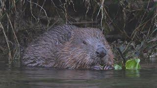 Beaver enjoying its meal / Biber geniesst sein Essen