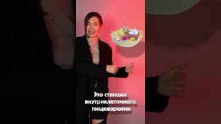 Как не перепутать рибосомы и лизосомы на ОГЭ и ЕГЭ по Биологии?!