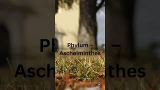 Phylum Aschelminthes Tricks 🪱 | Easy Memory Hacks for Science Students!