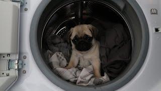 Pablo helps with the housework!