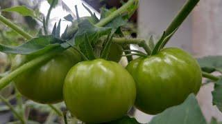 How to grawing tomatoes in your garden easy Steps |Ceylon Survival