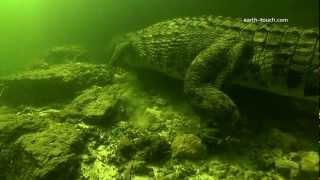 Adrenalin Rush! Divers Swim with Crocs | Crocodile Quest Ep04