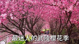 最迷人的武陵櫻花季#武陵農場#紅粉佳人#櫻花