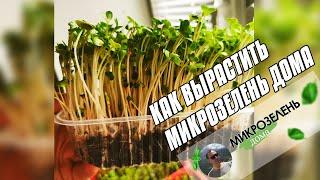  КАК ВЫРАСТИТЬ МИКРОЗЕЛЕНЬ ДОМА НА ПОДОКОННИКЕ  ПРОЩЕ НЕ БЫВАЕТ  ГОРОХ, ПОДСОЛНЕЧНИК, РЕДИС