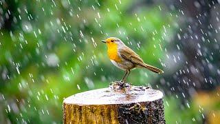 Piano music with gentle rain and birds - Perfect for Relaxation and Peaceful ️️️