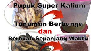 2 macam pupuk super kalium dari kulit pisang