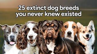 25 Extinct Dog Breeds You Never Knew Existed