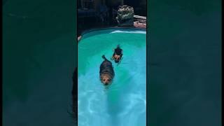 Как часто собакам нужно плавать ? #humor #юмор #озвучка #plusonemoreday #dog #swimming
