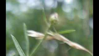 Mattie May - The Rose