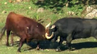 BULLS FIGHTING WITH EACH OTHER