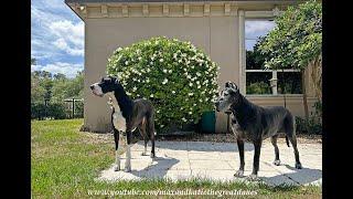 Funny Great Danes Interrupt Playtime To Smell The Gardenia Flowers
