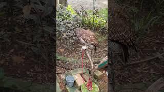 feeding owl with mouse | owl eating time #owl #shortvideo #shorts #scientiasquarepark #fyp