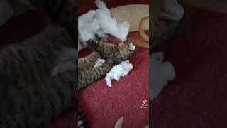 #youtube #блогукраїнською #влог #українськийблогер #кот #asmr #cat #kitten #котик #природа