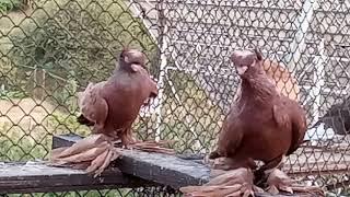 Среднеазиатские двухчубые голуби, красные. Не игрове и не бойные. Pigeons  Tauben